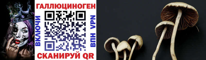 Купить  Колпашево  Псилоцибиновые грибы MAGIC MUSHROOMS 